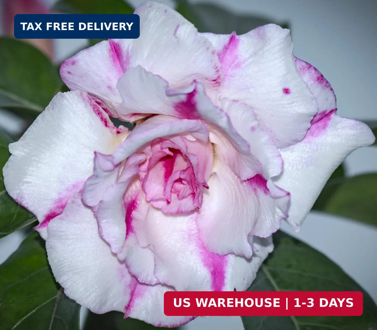 20 Desert Rose Seeds for Planting Mixed Color Ready to Grow Adenium Obesum Seeds