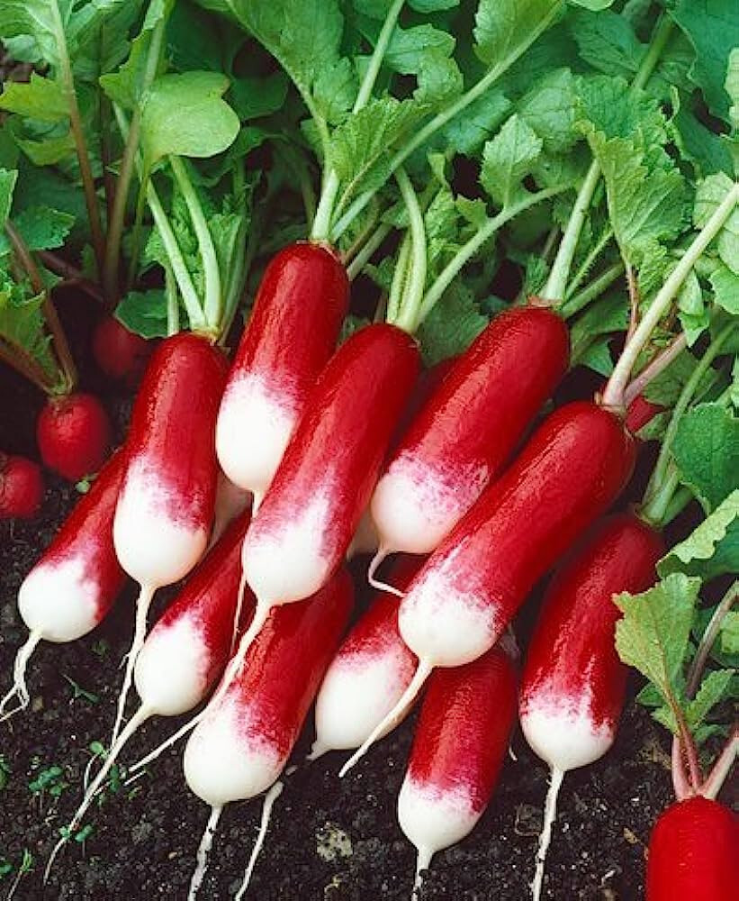 700+ FRENCH BREAKFAST RADISH SEEDS. FRESH FOR 2024 GARDENS