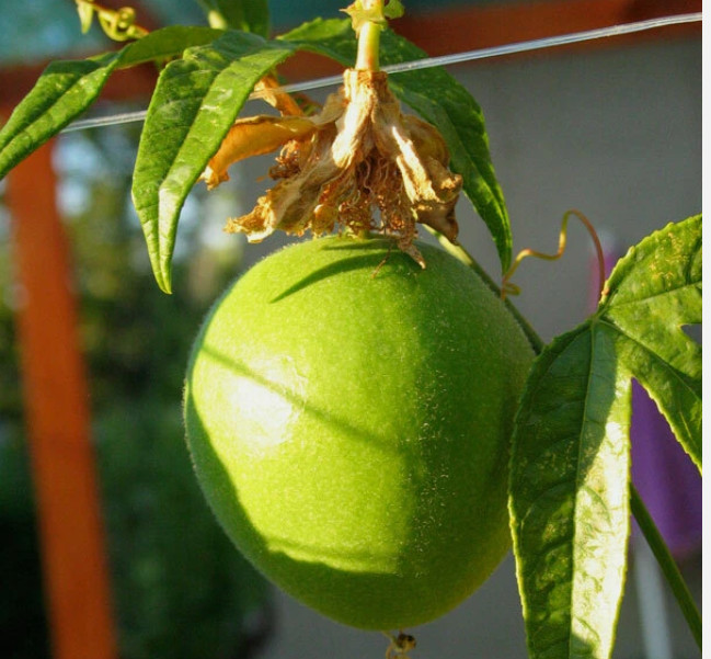 HAWAIIAN PASSION FRUIT LILIKOI SEEDS – 1 Pack
