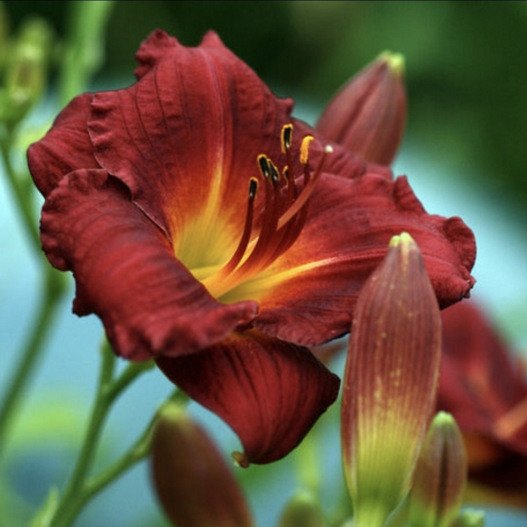 Pardon Me Daylily Perennial Reblooming Red Daylily Fan Bareroot Deer Resistant
