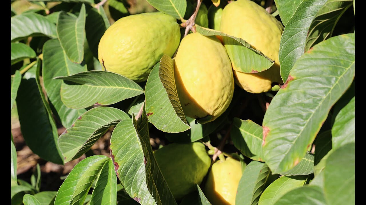 50+ Beaumont Guava Seeds for Garden Planting – USA – FREE SHIPPING!