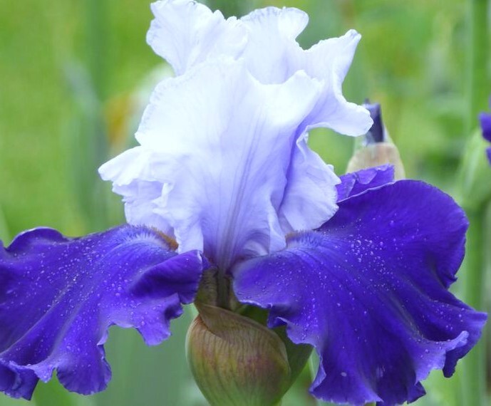 Sun Devil Bicolor Bearded Iris Rhizome, Yellow & Purple Flowering Plant, Root