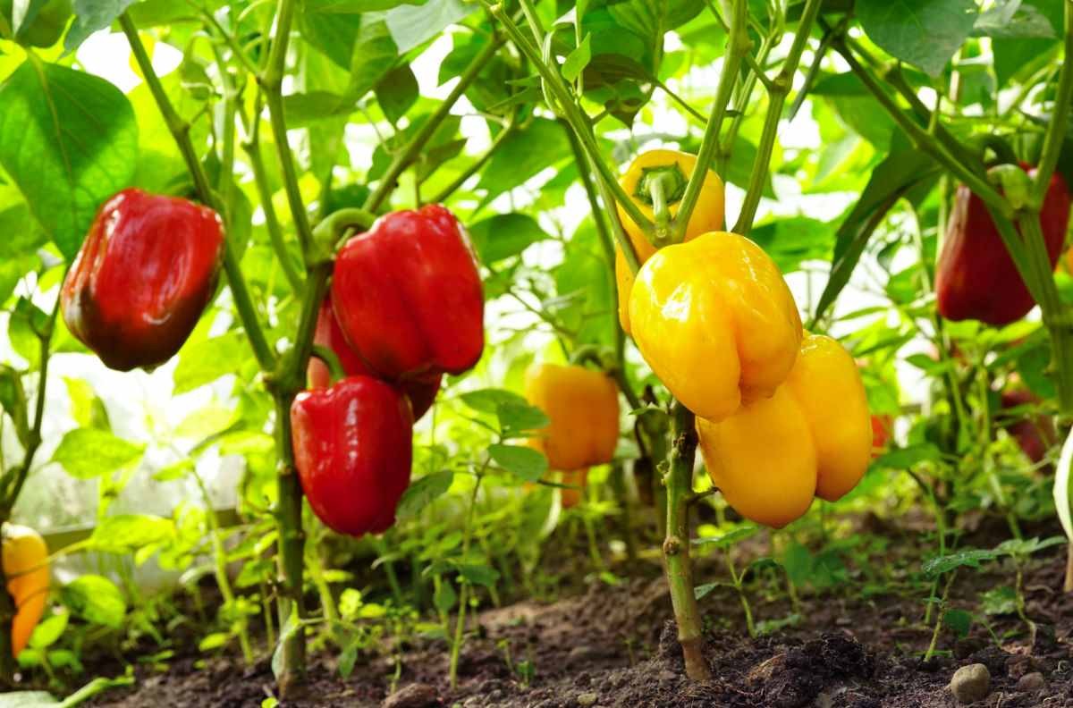 Rainbow Mix Sweet Bell Pepper Seeds | Colors Blend Heirloom Vegetable Seed 2025