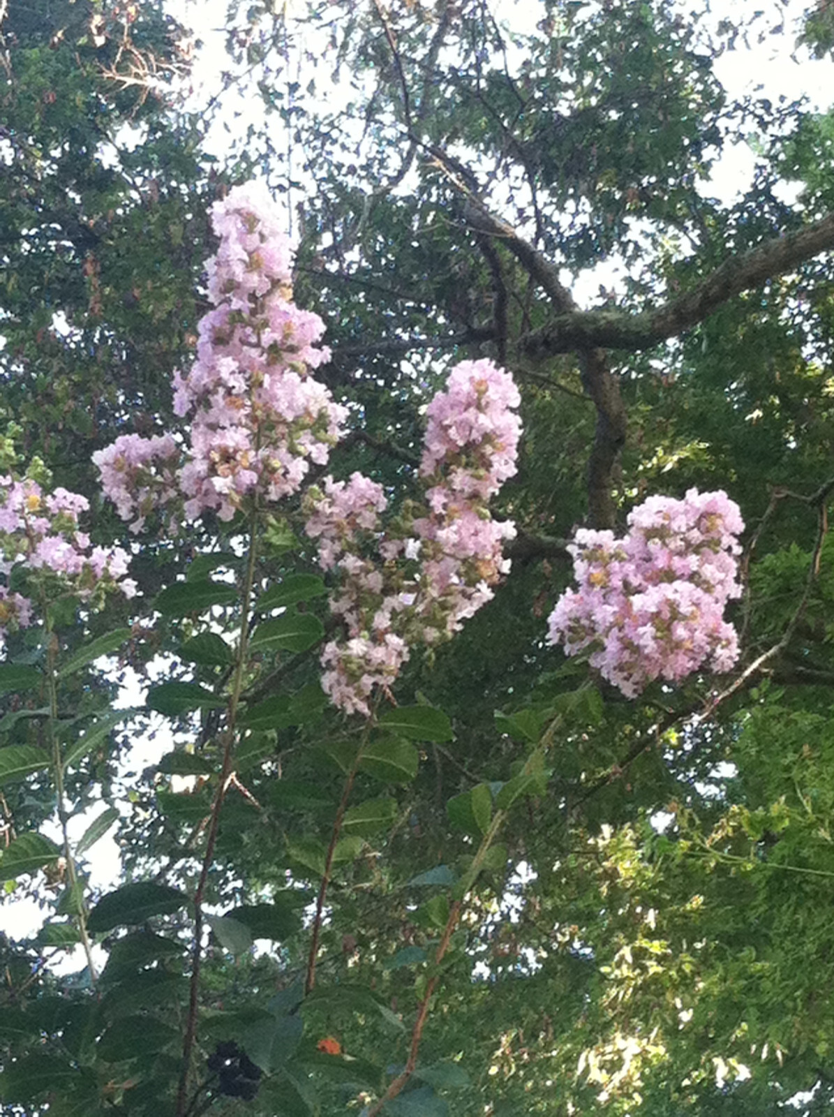 Lagerstroemia Crape Myrtle | Sioux | Soft Pink 10 seeds