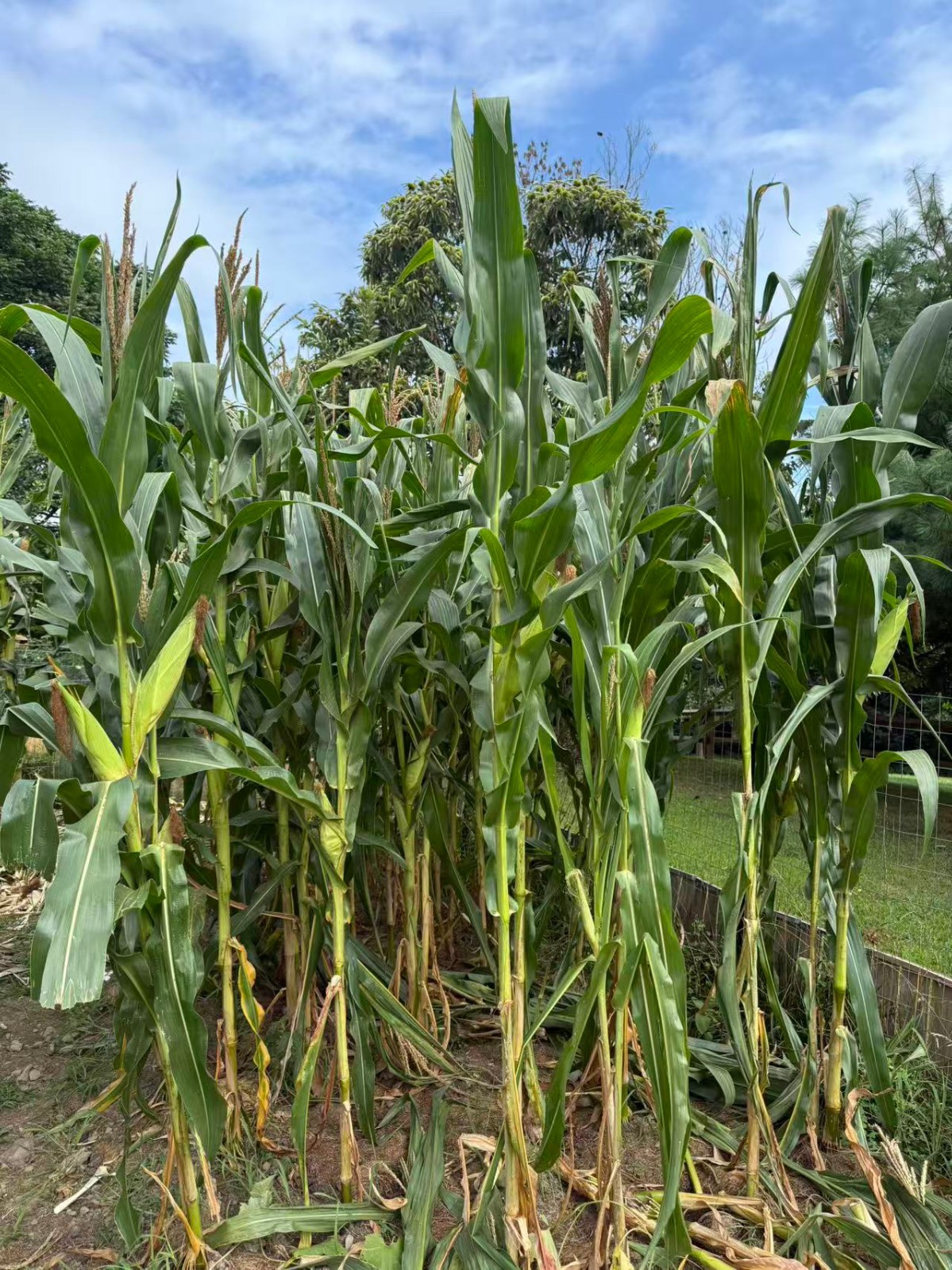 Organic Sweet Sticky Waxy White Glutinous Corn Non-GMO 糯玉米
