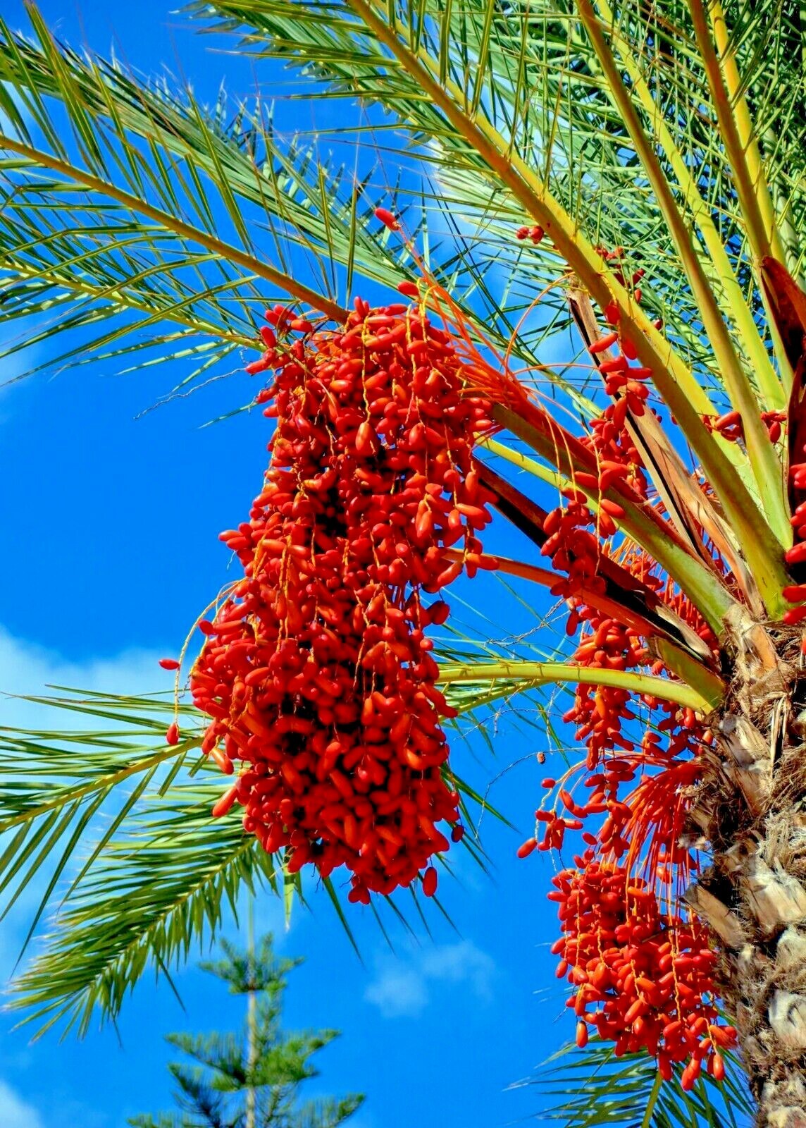 5 Date Palm Tree Seeds (Phoenix dactylifera) Edible Fruit Plant Hardy to Zone 8