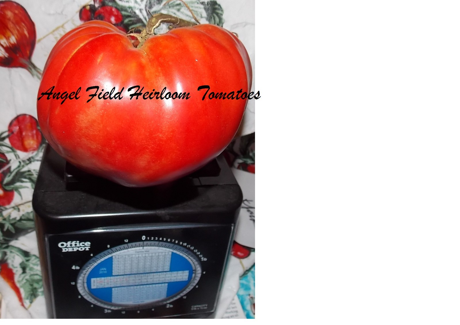 20 Pruden’s Purple Large Heirloom Tomato Seeds ” Plus 2 Packs of Vegetable Seeds