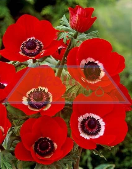 Anemone de Caen bulbs 10