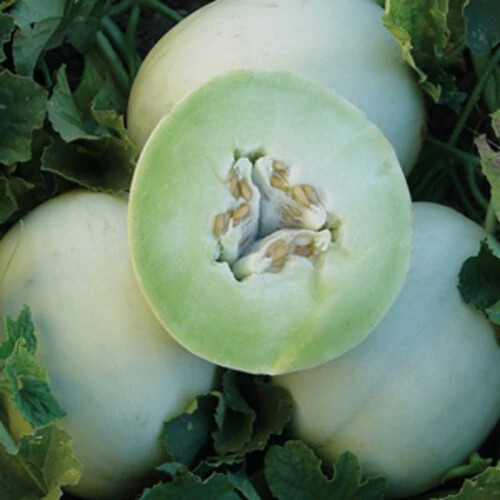 Green Honeydew Melon Seeds | Heirloom / Non-GMO | Free Shipping | 1052