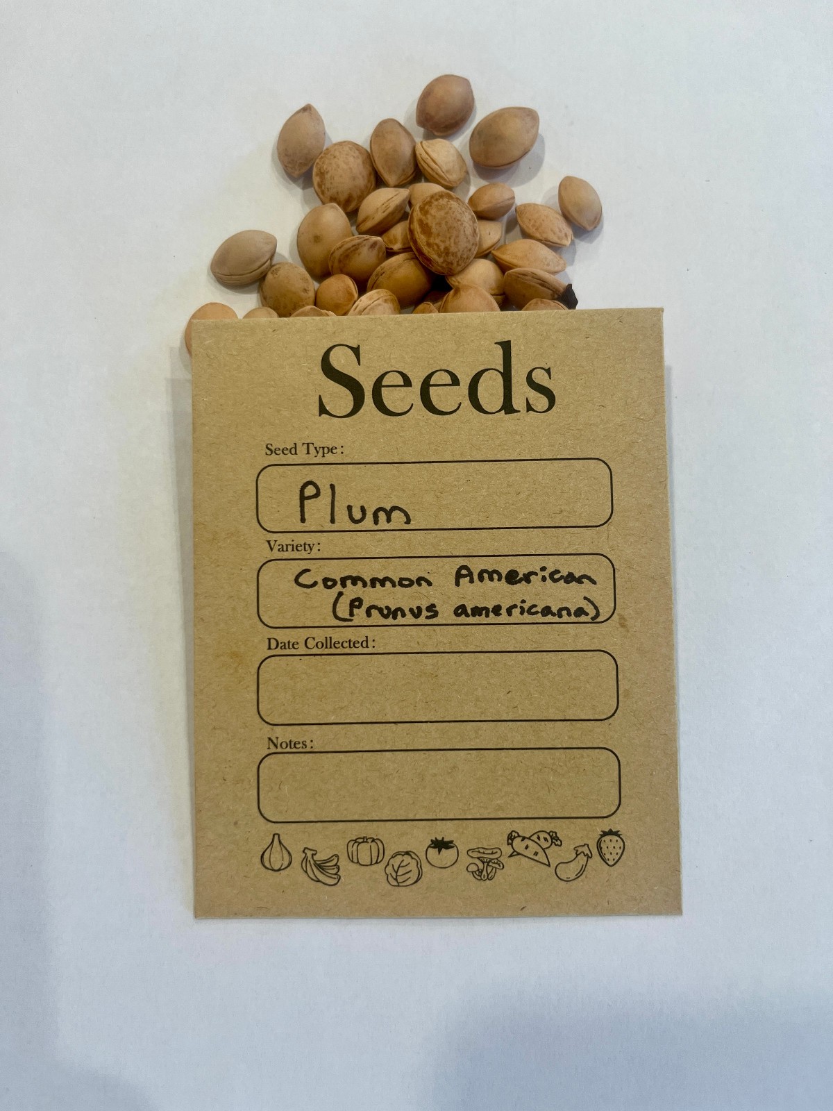 Common American Plum Tree Seeds (Prunus Americana)