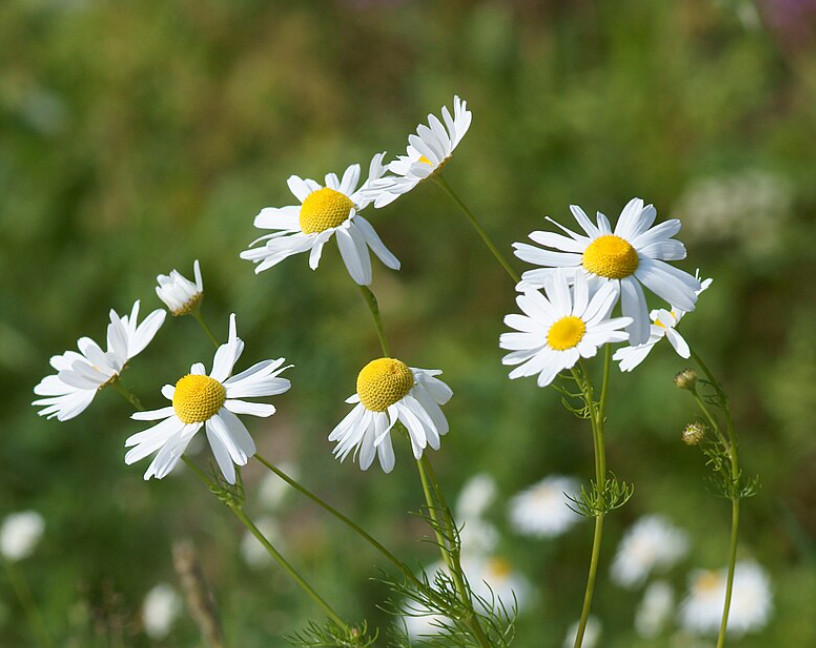 German Chamomile Seeds Medicinal Herb Seeds Calming Tea
