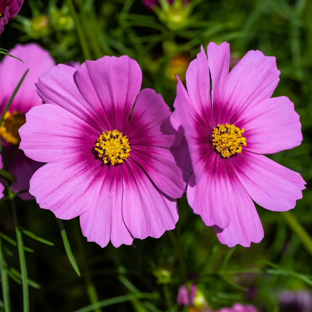 Fresh Beautiful Cosmos Seeds | Radiance | Heirloom Non-GMO | Flower Seeds