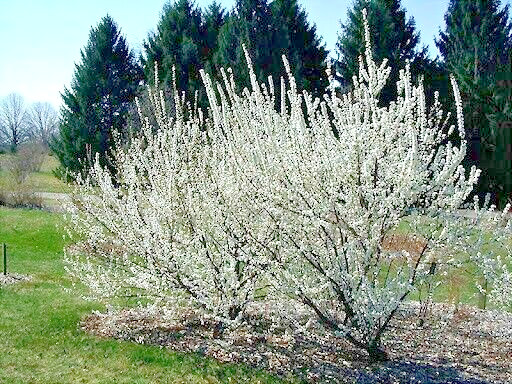 Nanking Chinese Dwarf Cherry Tree Seeds (Prunus tomentosa) Fruit Fast, Hardy-2