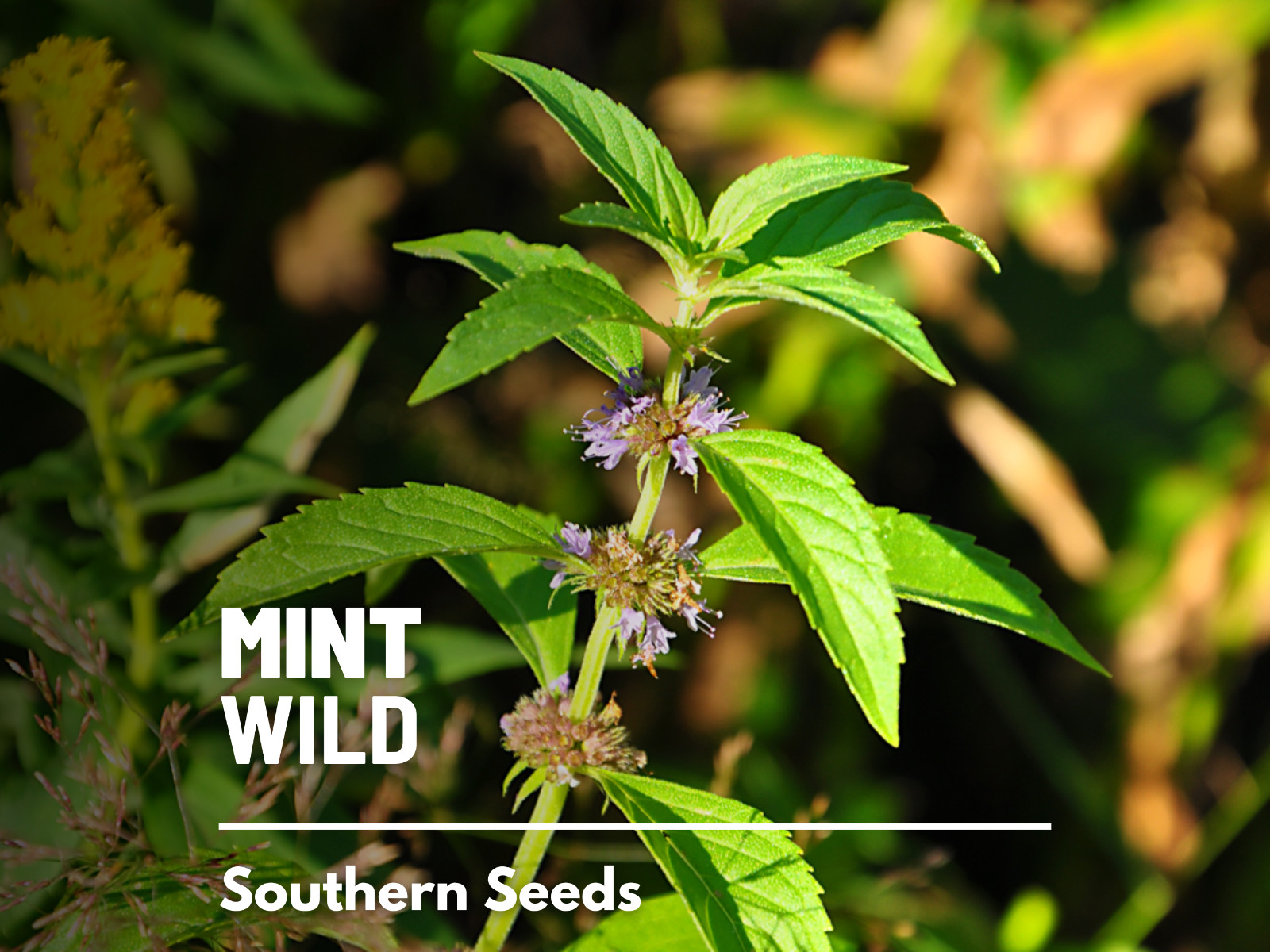 Mint, Wild (Corn Mint) seeds – Heirloom Herb (Mentha arvensis) – Aromatic and Re