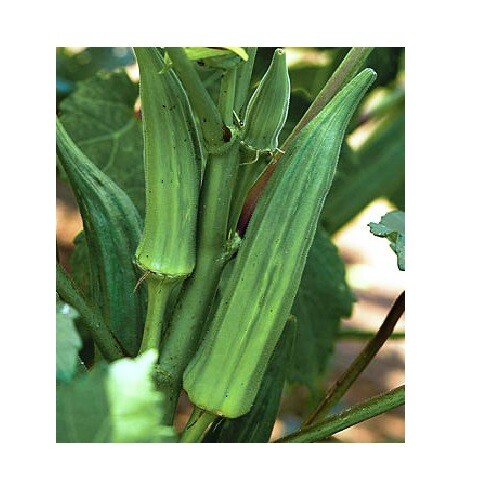 Okra Clemson Spineless 40 – 4000 Seeds Heirloom non gmo delicious tender pods