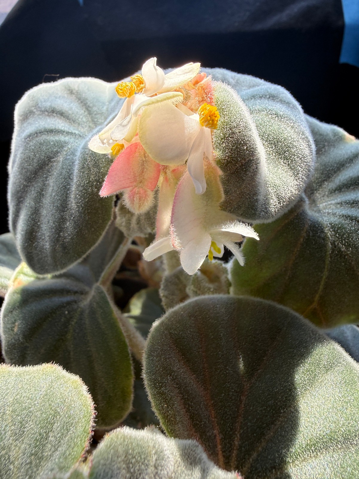 Begonia tomentosa seeds
