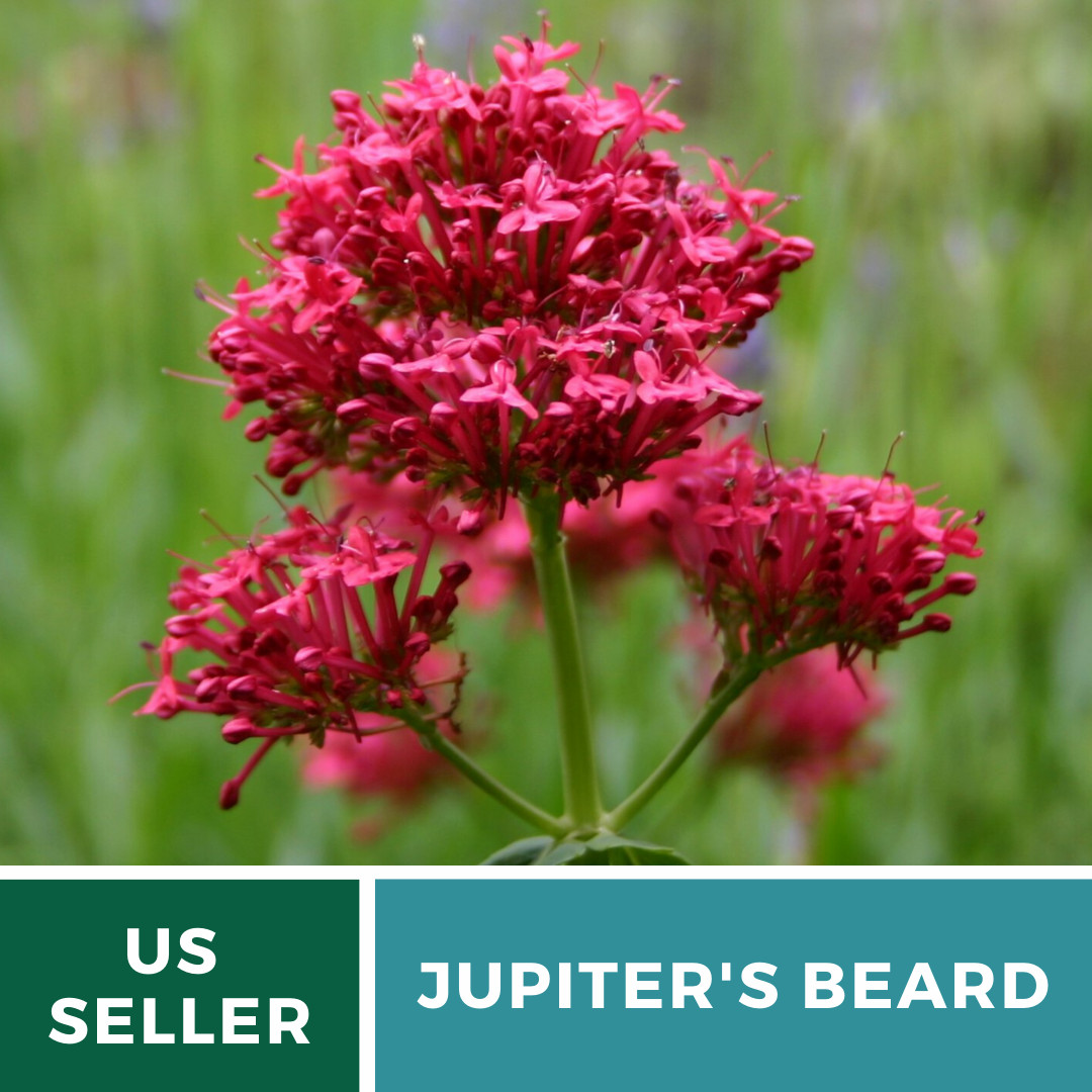 Jupiter’s Beard – Red Valerian (Centranthus Ruber) – Bee Friendly – 50+ seeds