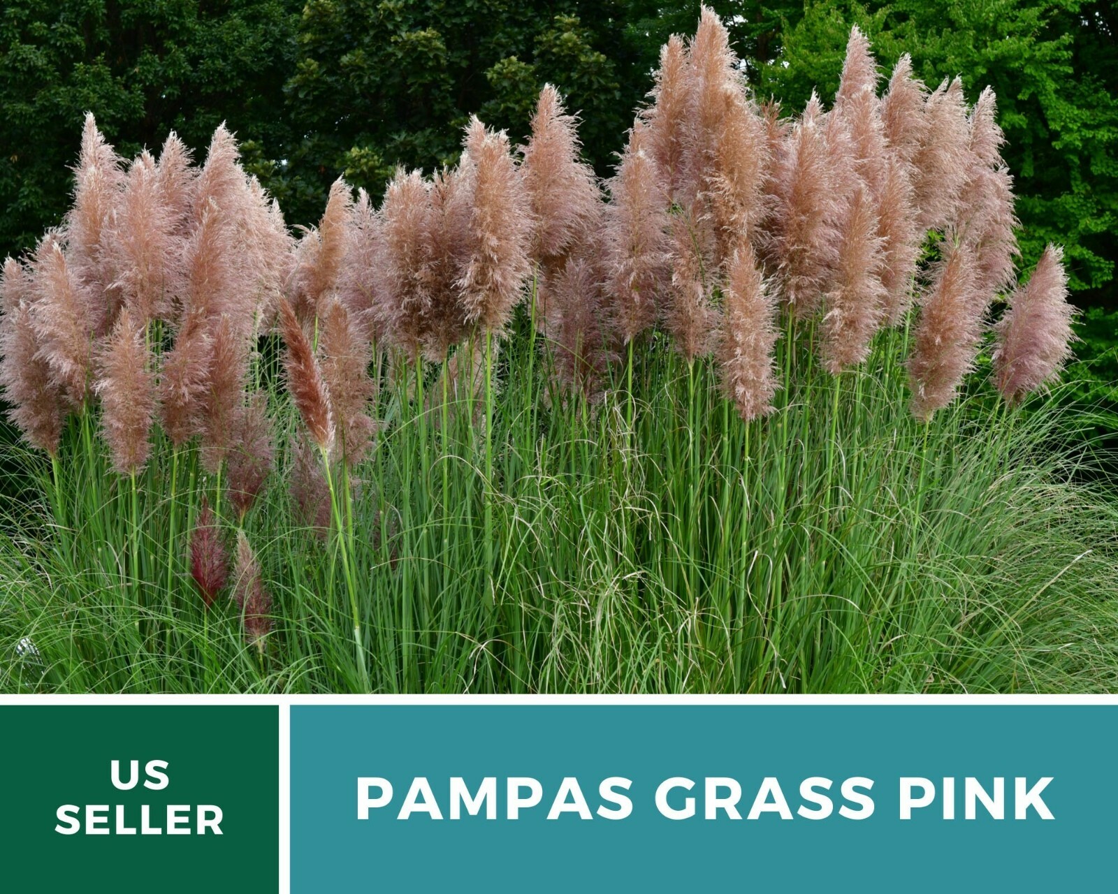 Pampas Grass, Pink – 100 Seeds (Cortaderia selloana)