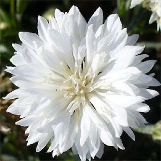 Tall White Bachelor Button Cornflower Seeds. 250 Seeds. Free Shipping!