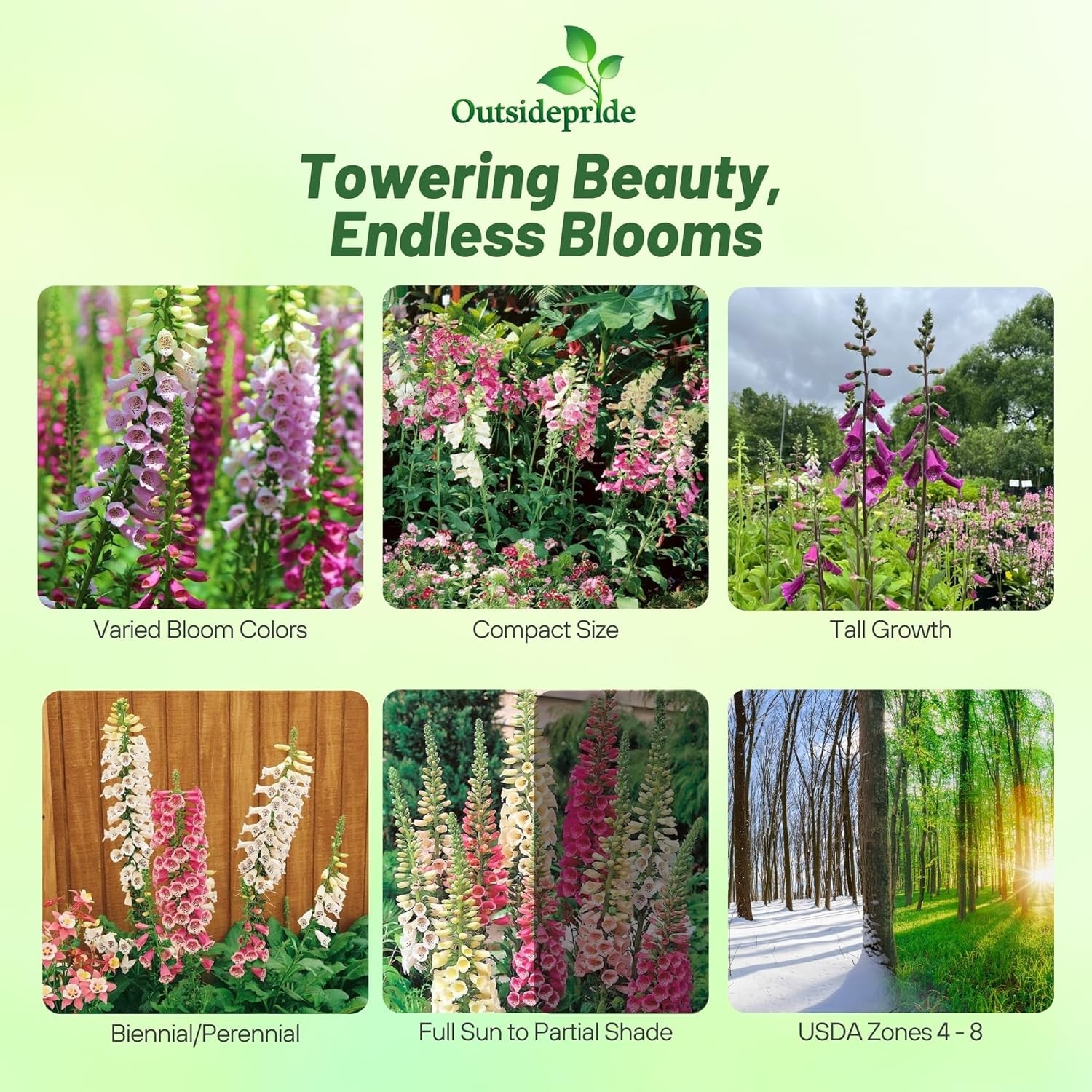 10000 Seeds Digitalis Purpurea Foxglove Foxy Wildflower Seed – AAS Winner