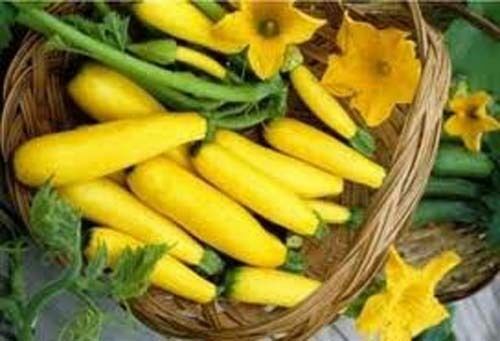 Squash Summer Early Prolific Straightneck (Cucurbita Pepo) Heirloom – 25 Seeds