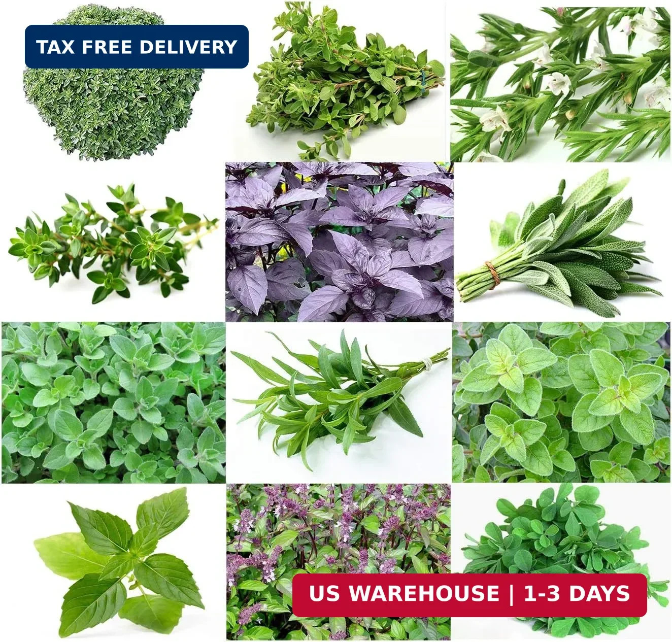 1000 Mixed Herb Seeds Heirloom Non GMO 12 Varieties This is a Mix, Thyme Oregano