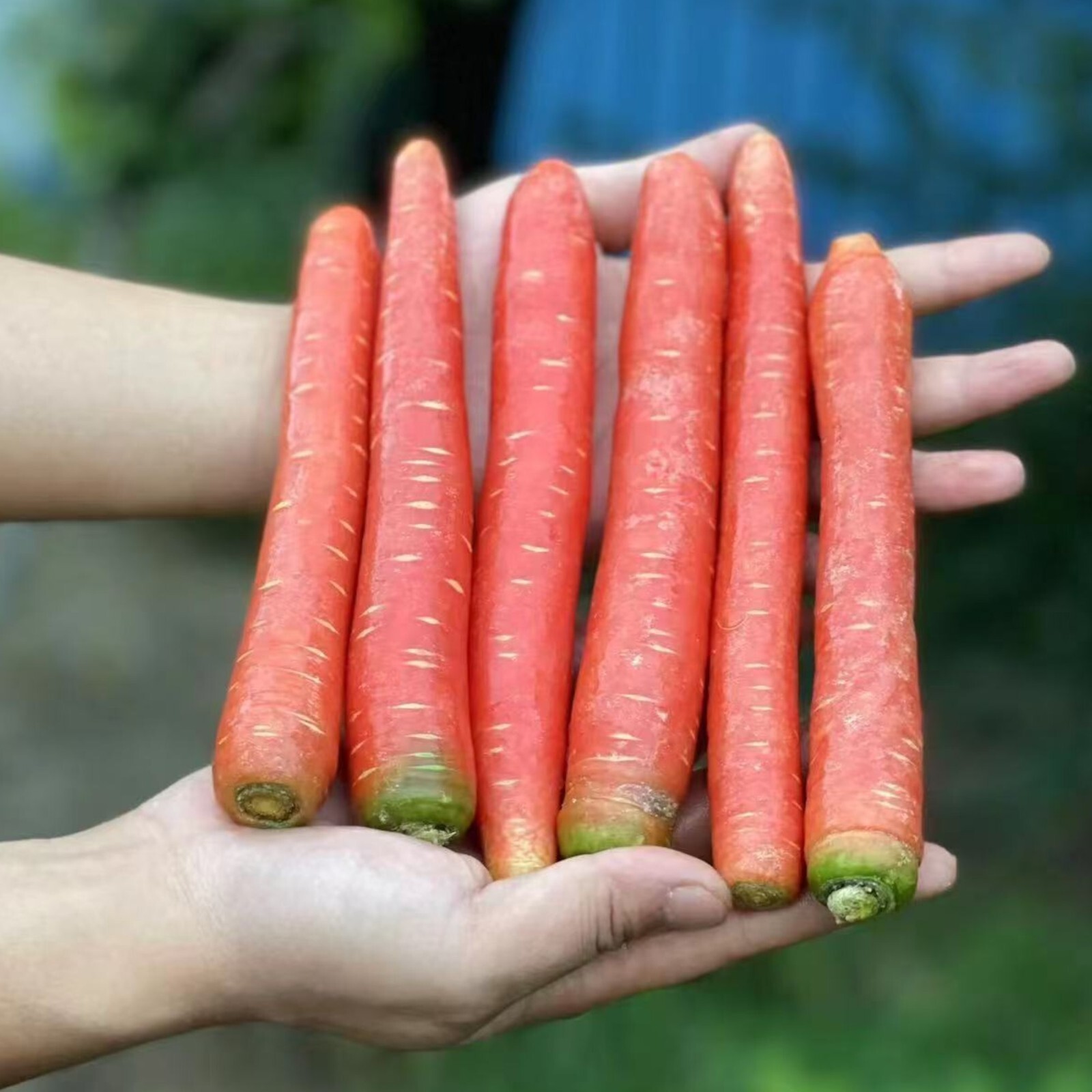 1000pcs Red Fruit Carrot Seeds Sweet and Juicy Heirloom Variety for Home Gardens