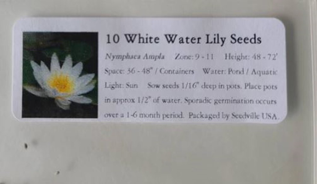 10 WHITE WATER LILY Pad Nymphaea Pond Seeds