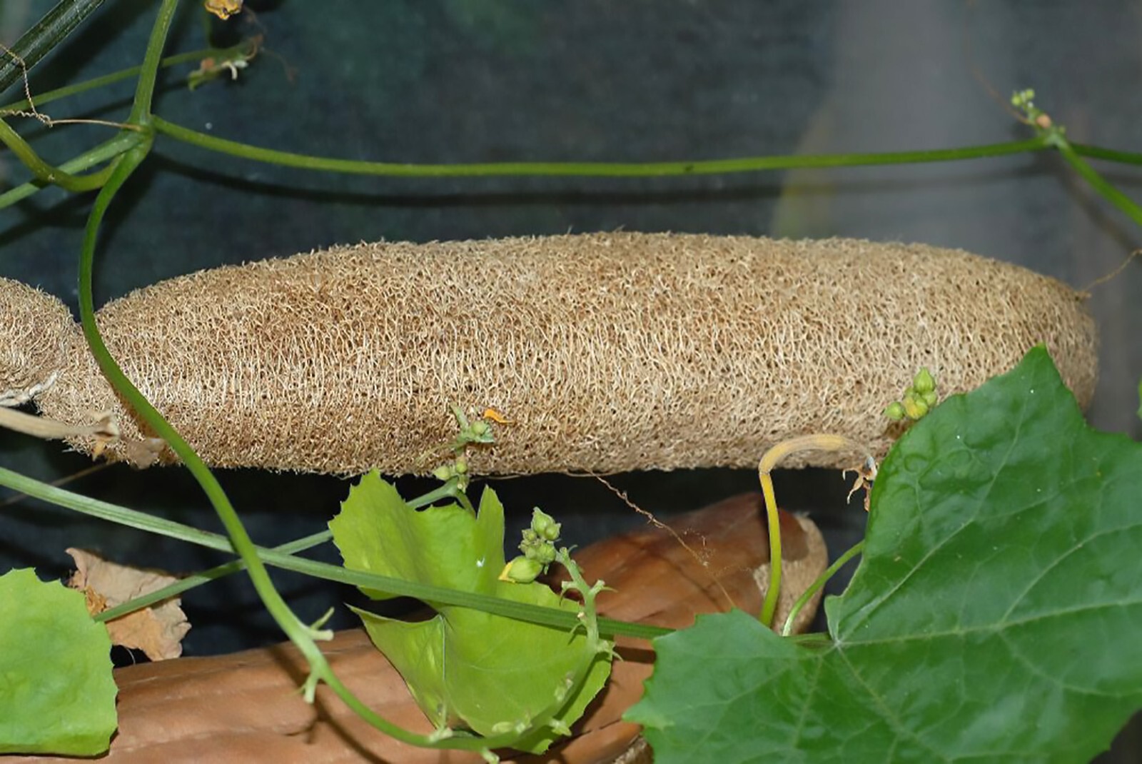 Smooth Loofah, Luffa aegyptiaca, Seeds