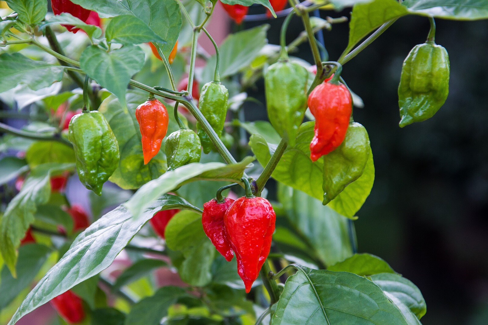20+ Super-Hot Ghost Pepper | NON-GMO | Pepper Seeds. Free Shipping