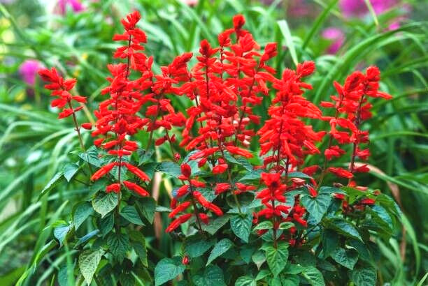 50 SCARLET SAGE SEEDS | 2026 SALE FREE SHIPPING NON GMO HEIRLOOM