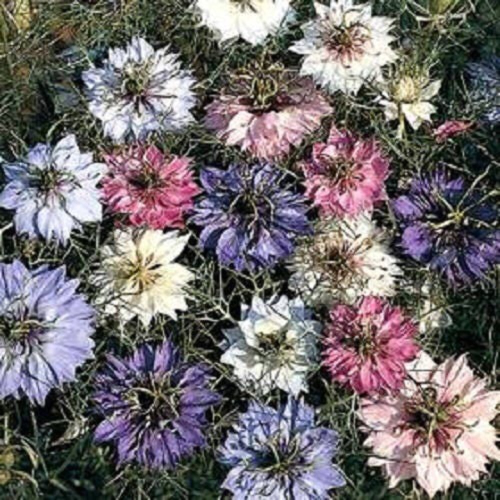 500 LOVE In A MIST PERSIAN Jewels Mix Nigella Damascena Fennel Flower Seeds