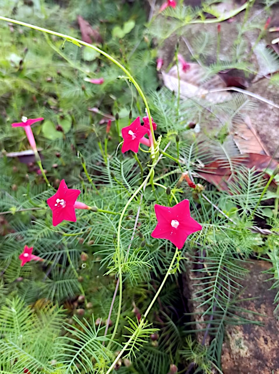 50 STAR GLORY SEEDS Cardinal Creeper Vine Flower Plant Butterflies Hummingbirds