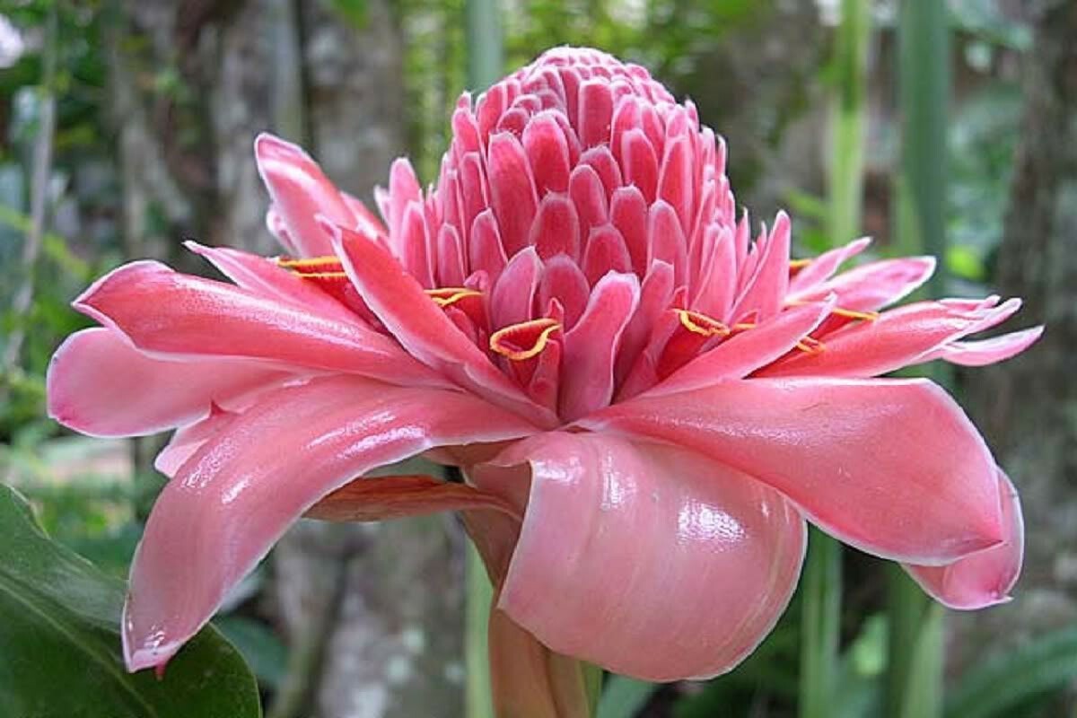 Etlingera elatior Pink | Torch Ginger | Combrang | Wax Flower | 10_Seeds