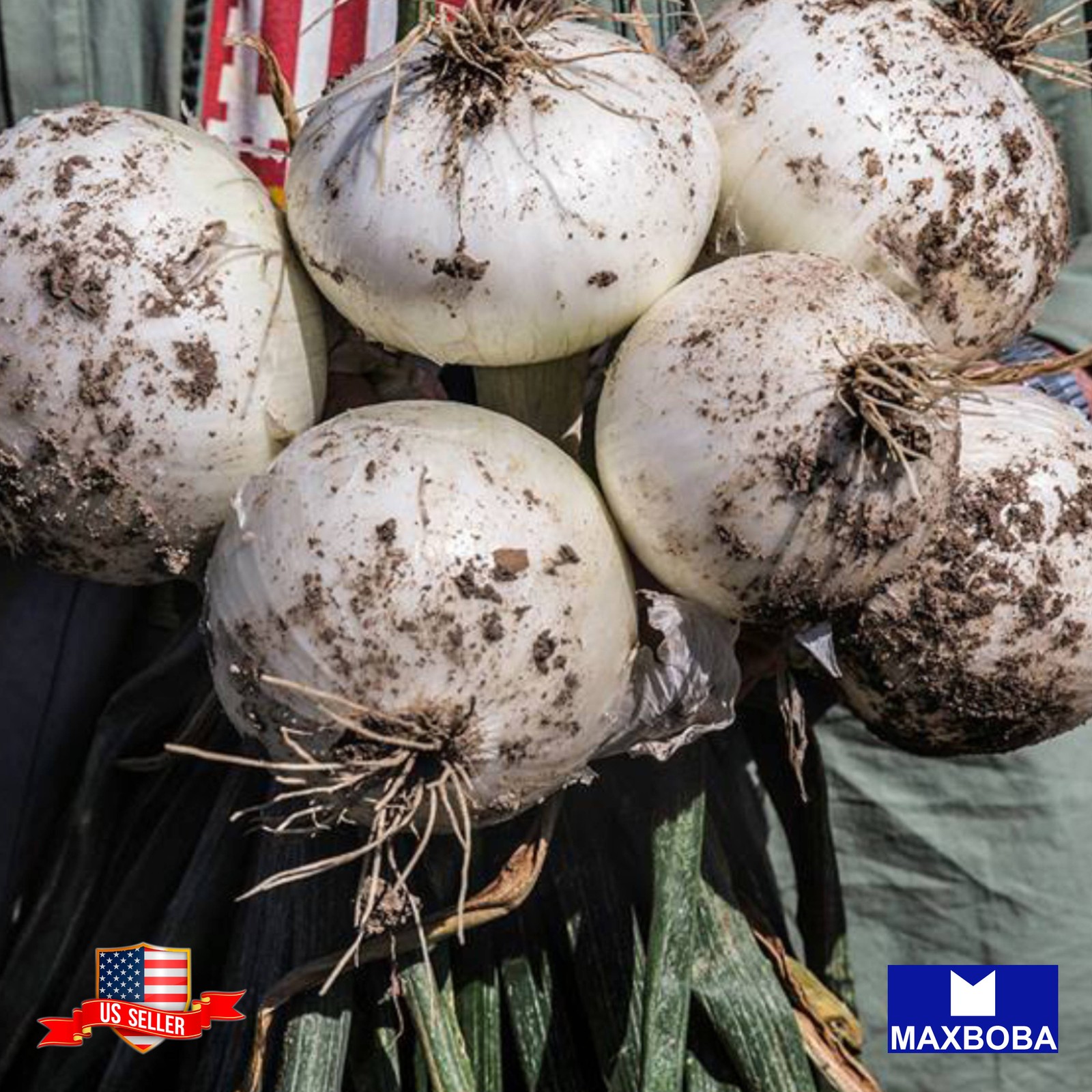 900+ Onion Seeds Long White Sweet Spanish Non-GMO Heirloom BOGO 50% OFF