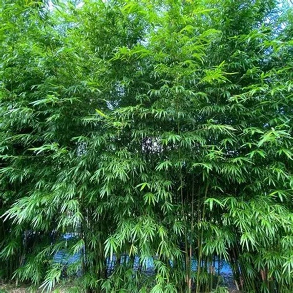 100 Seeds Bamboo Perennial Seed Ornamental Privacy Hedge “Umbrella”
