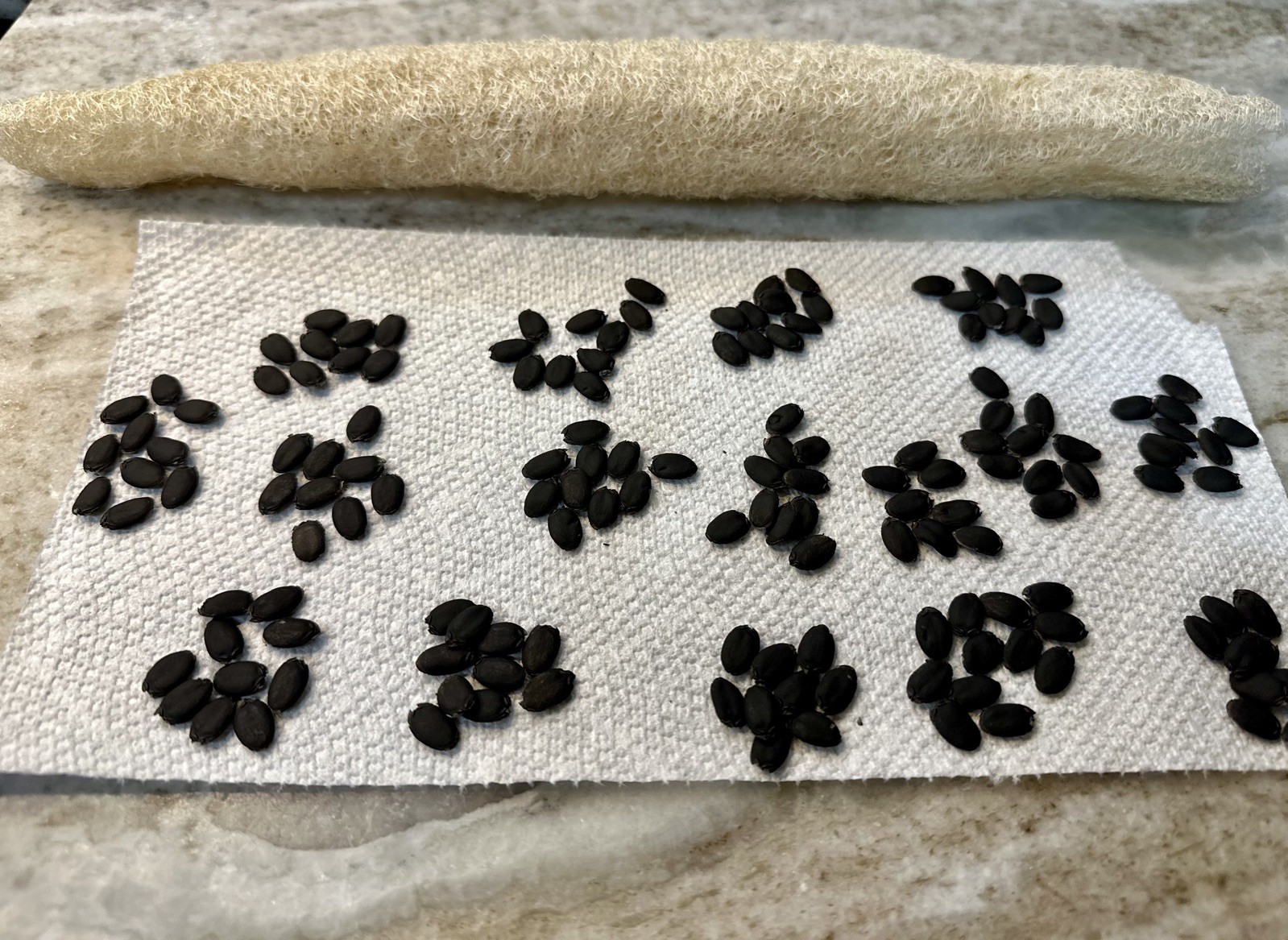 Luffa (Loofah) Gourd Seeds 30 Piece Non-GMO Organic.