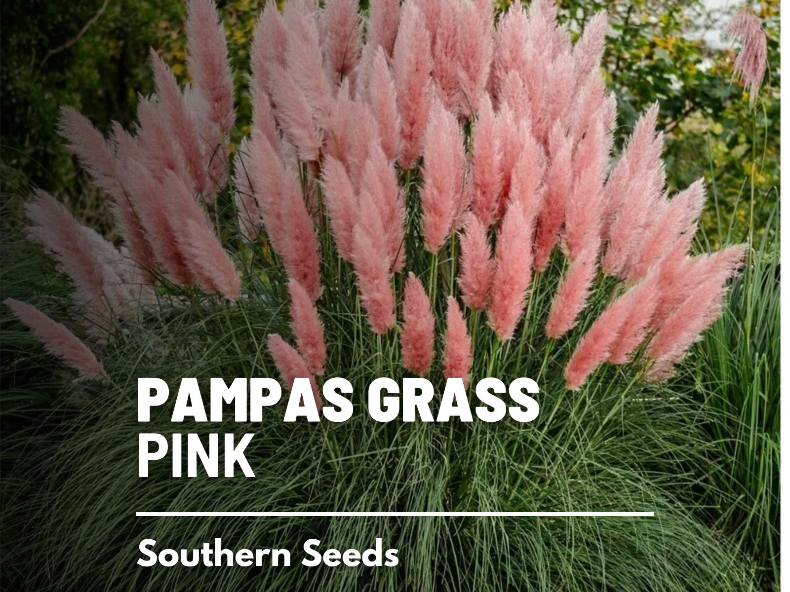 Pampas Grass, Pink – 100 Seeds (Cortaderia selloana)