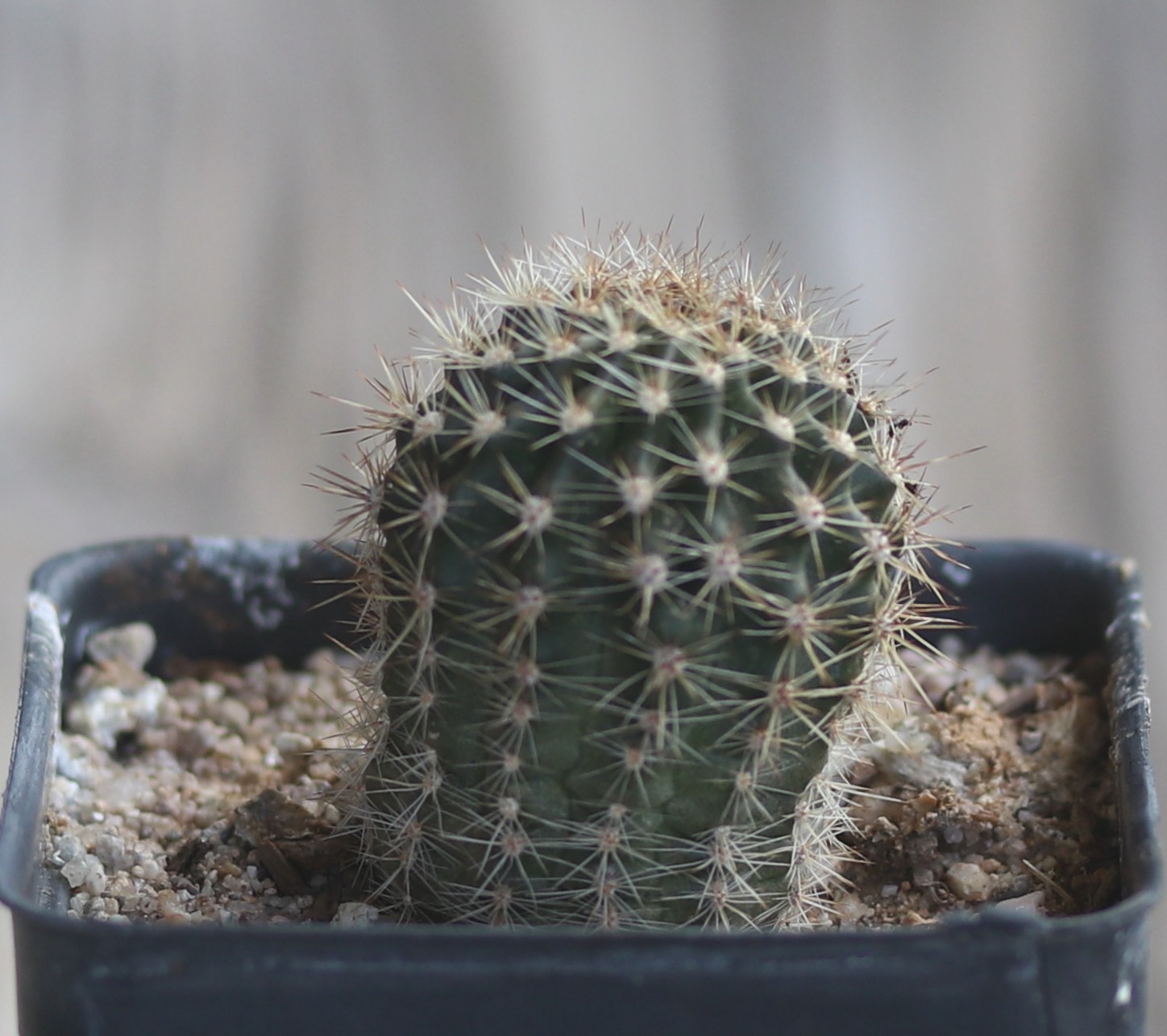 Echinopsis hybrid ‘Maria Piazza’