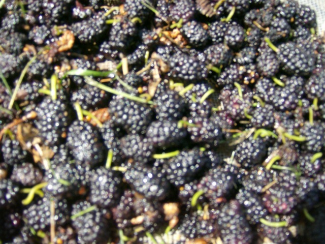 50 BLACK MULBERRY SEEDS – Morus nigra