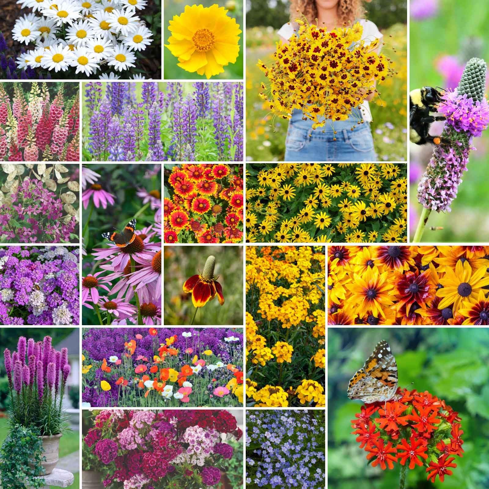 Wildflower Seeds 1/4 lb 120,000+ Seeds Lupine Shasta Daisy Zones 3,4-10