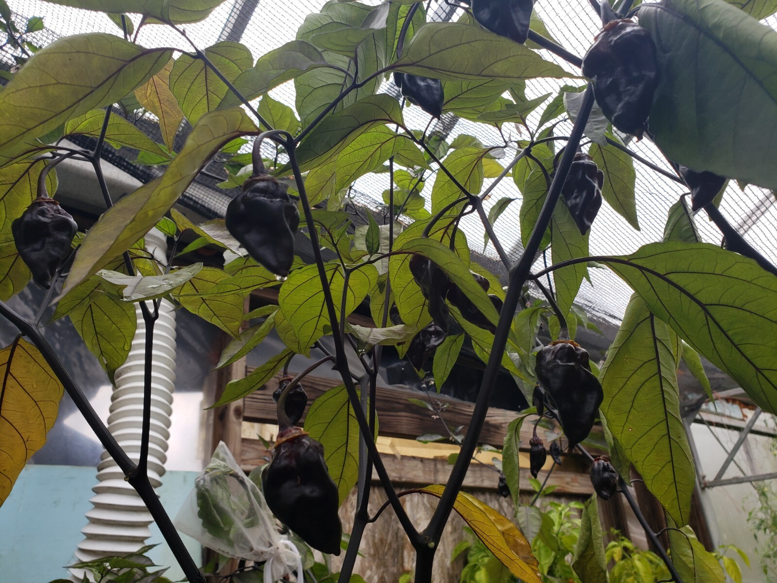 7 Pot Purple Bubblegum Super Hot Pepper Seeds! Black 7BBG Dark Foliage -Tracking