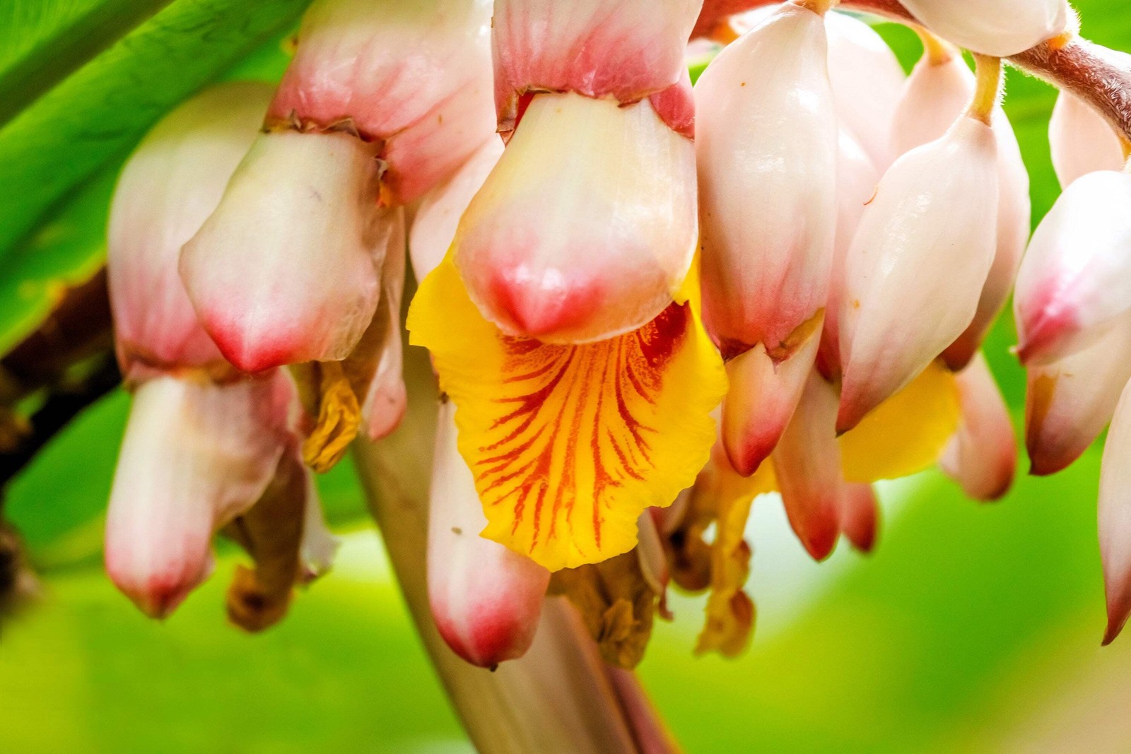 5 KAT GINGER Pink & Yellow Shell Alpinia Katsumadai Hayata Flower Herb Seeds