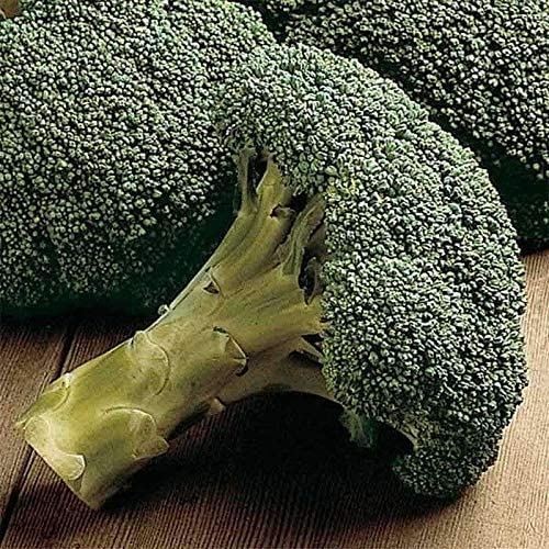 Packman Hybrid F1 Broccoli Seeds (25+ Seeds)(More Heirloom, Organic, Non GMO, Ve