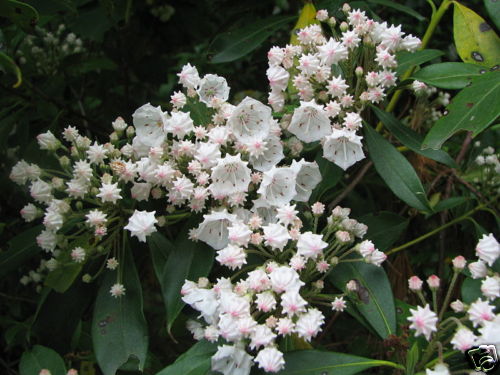 Mountain Laurel Shrub, Kalmia Latifolia, Seeds (Showy Evergreen)
