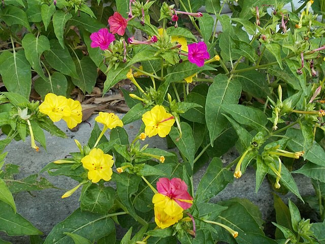 Pink And Yellow Four O’ Clock Seeds | Mirabilis Jalap Marvel of Peru Seed 2025