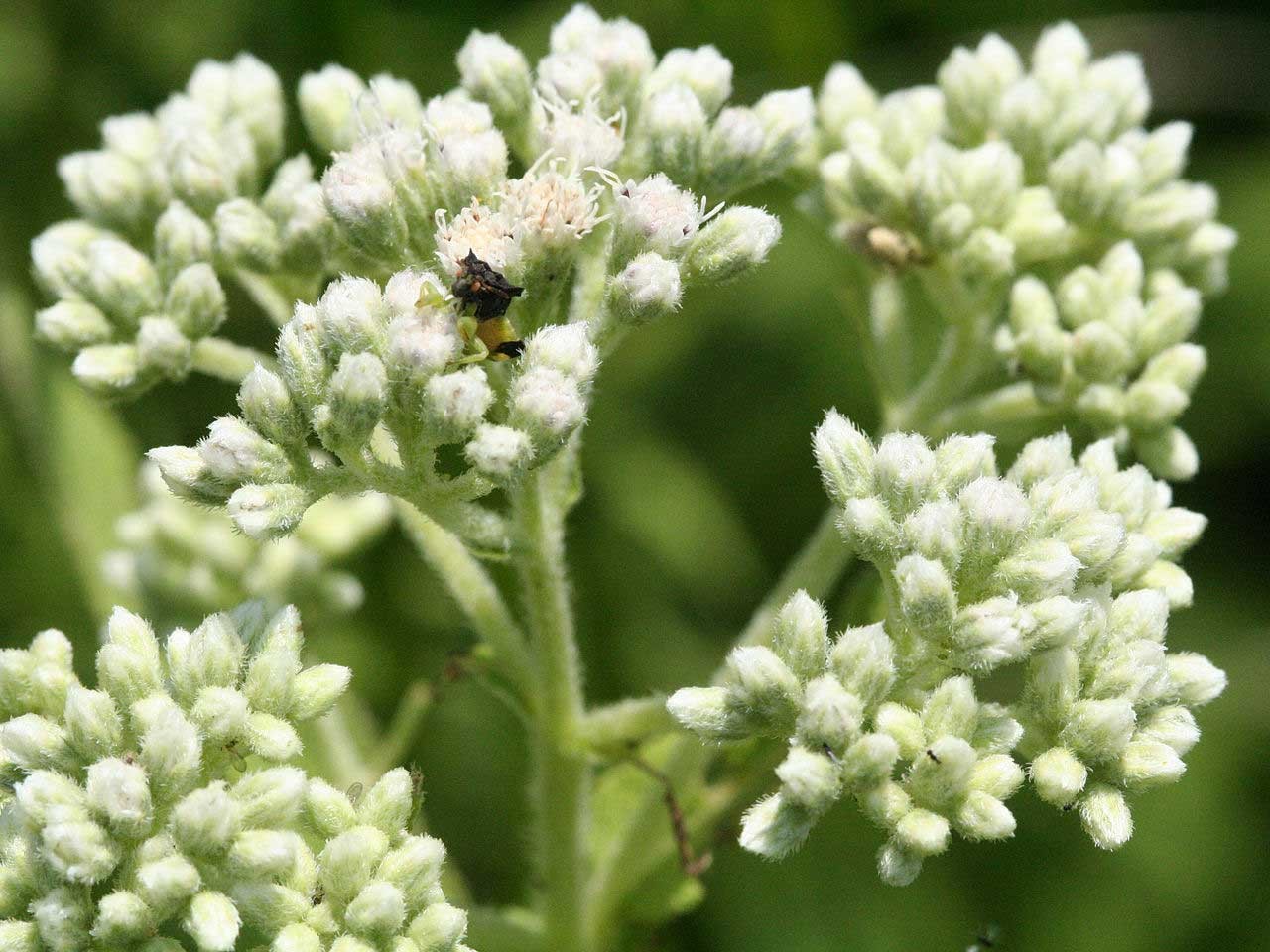Boneset Seeds 300+ Eupatorium Perfoliatum Herb Perennial NON-GMO FREE S&H