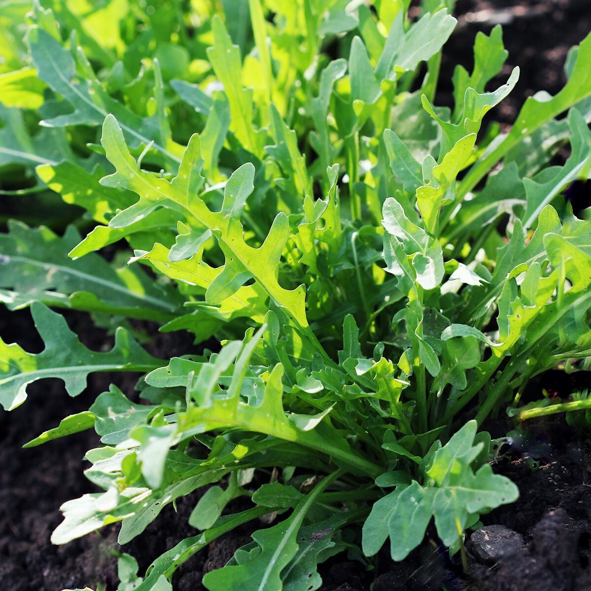 1/4 Lb Arugula Herb Seeds – Everwilde Farms Mylar Seed Packet