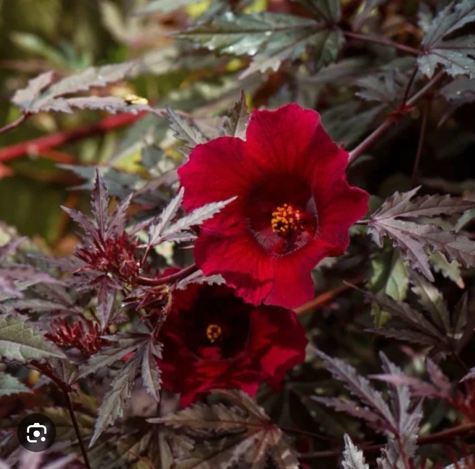 Mahogany Splendor Red Leaf Hardy Hibiscus-SMALL ROOTED STARTER Plant