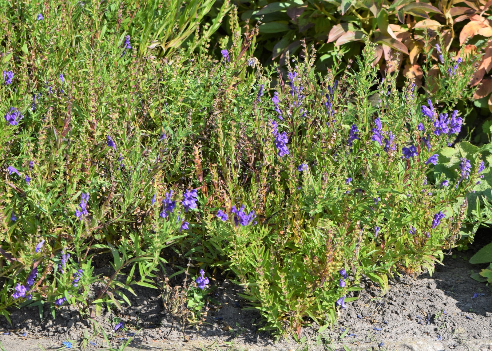 250 Scutellaria baicalensis Seeds – Baikal Scullcap Seeds – Medicinal Herb